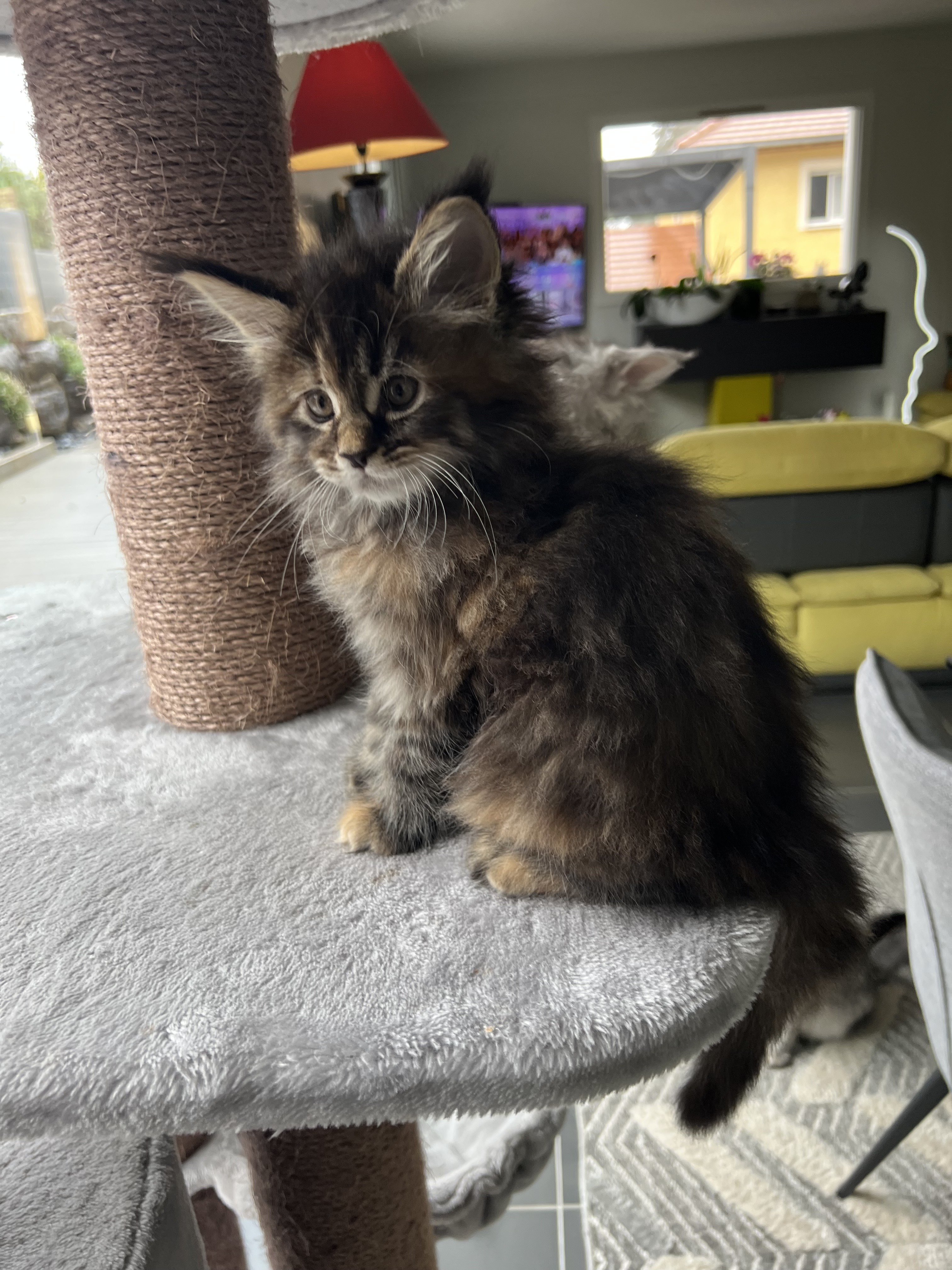 Photo du chaton Ava, femelle Maine Coon