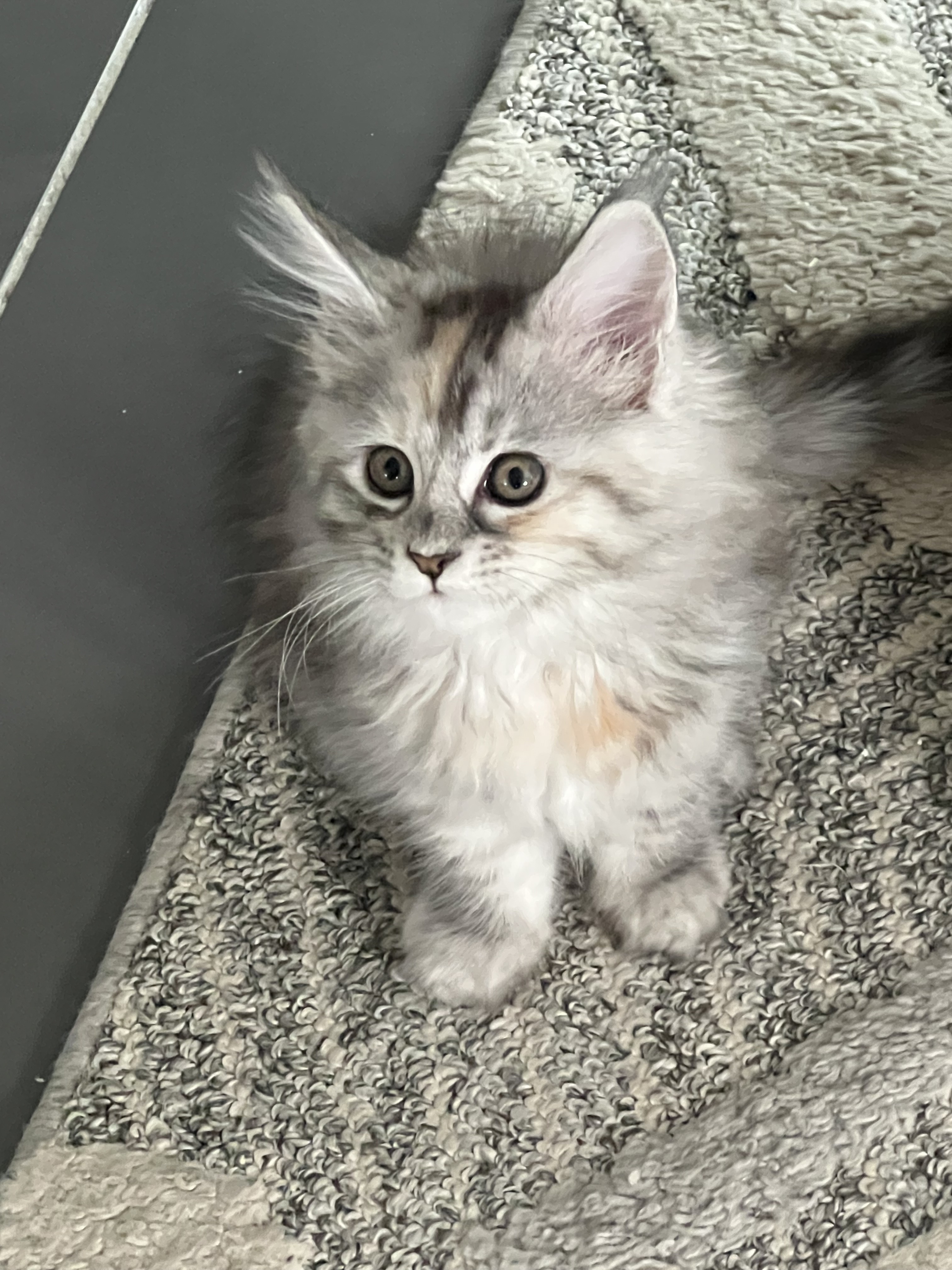 Photo du chaton Aunyx, femelle Maine Coon