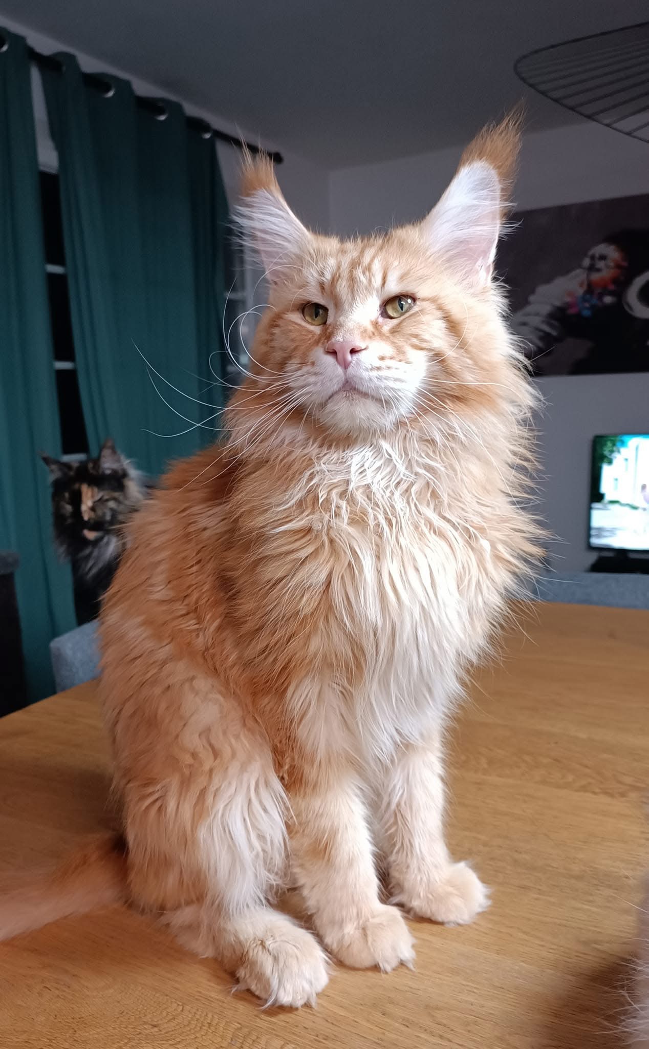 Photo de Big Giant’s Resort’s Billy (Red Blotched Tabby), mâle Maine Coon reproducteur
