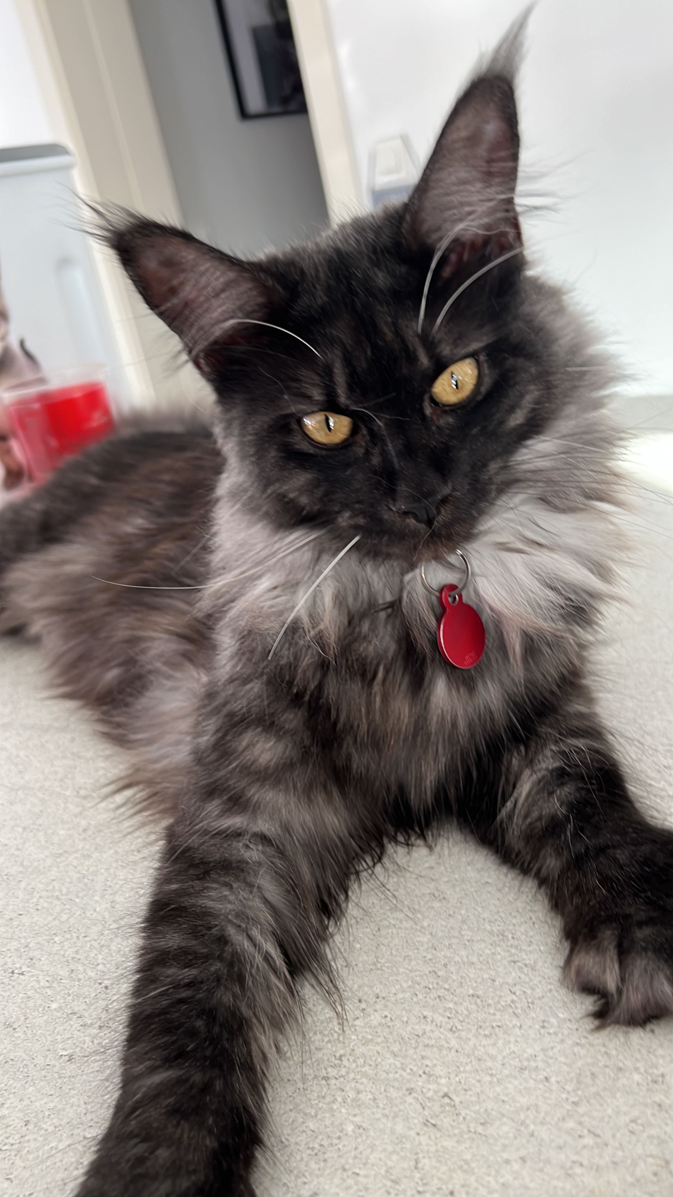 Photo de Zelda des Ch’Alpages (Black Smoke), femelle Maine Coon reproducteur