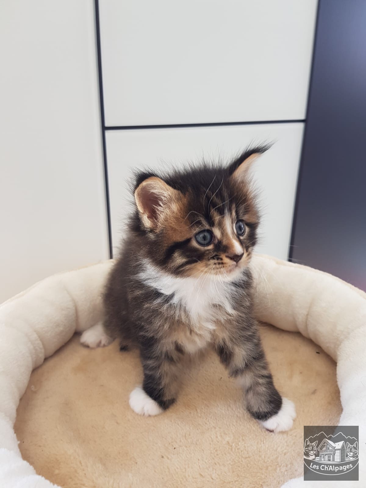 Photo du chaton Simba, mâle Maine Coon