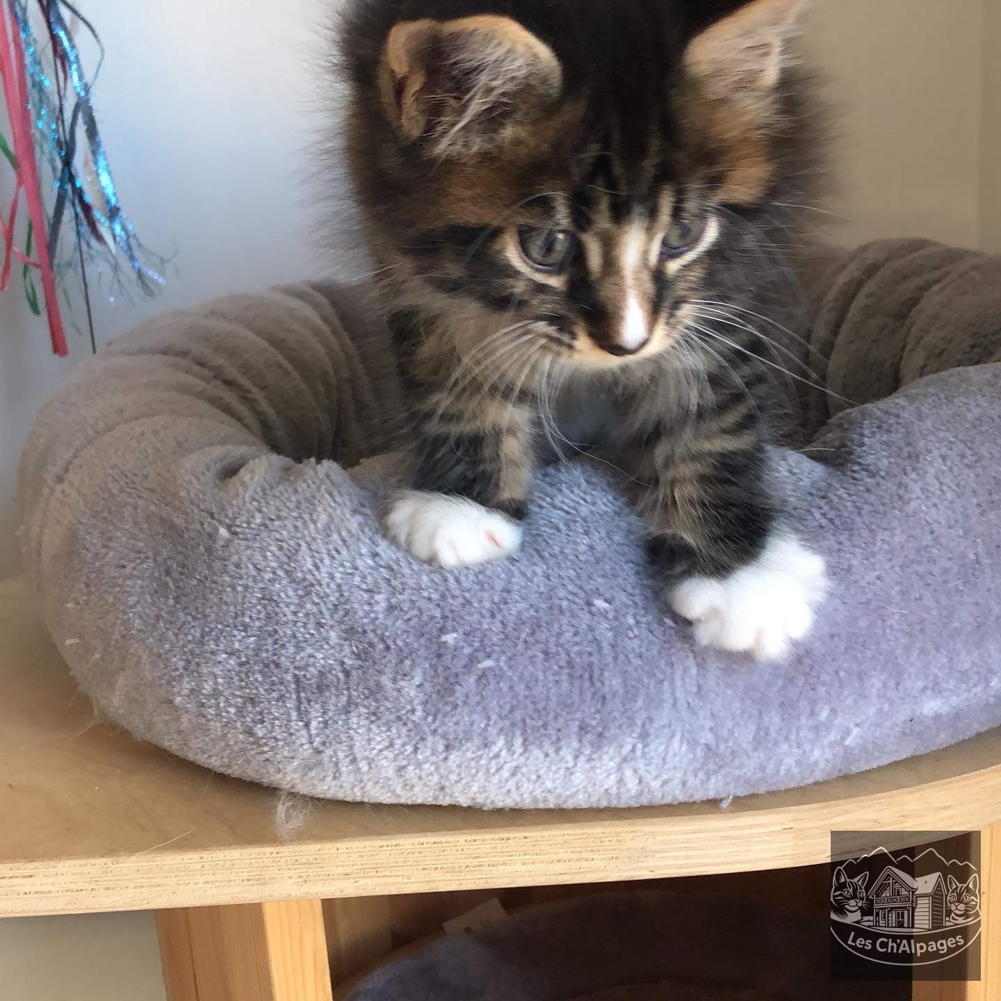 Simba