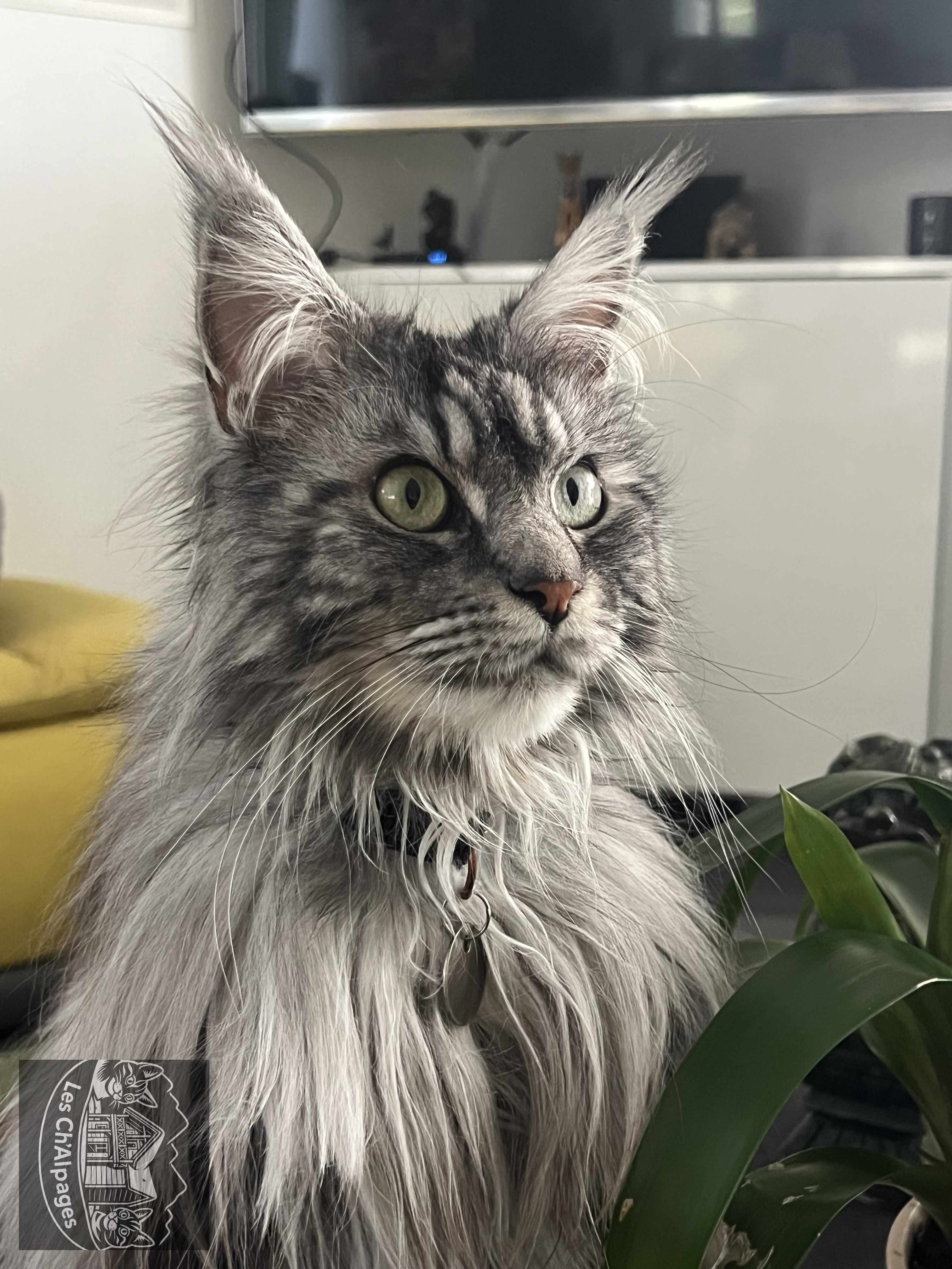 Photo de Replay du Lynx de Meldick Black silver blotched tabby PP 6/6/6/6, femelle Maine Coon reproducteur