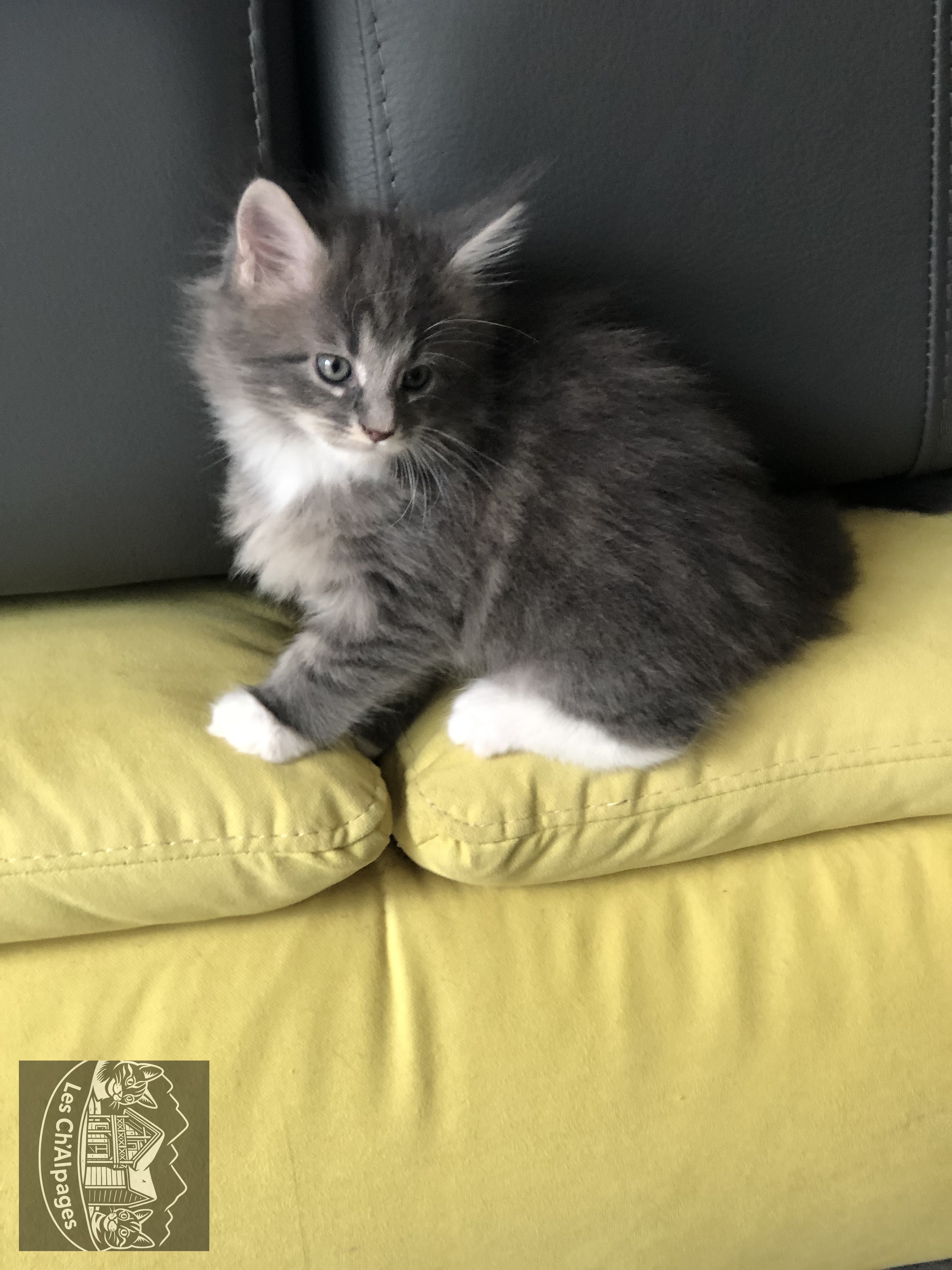 Photo du chaton Saphyr, femelle Maine Coon