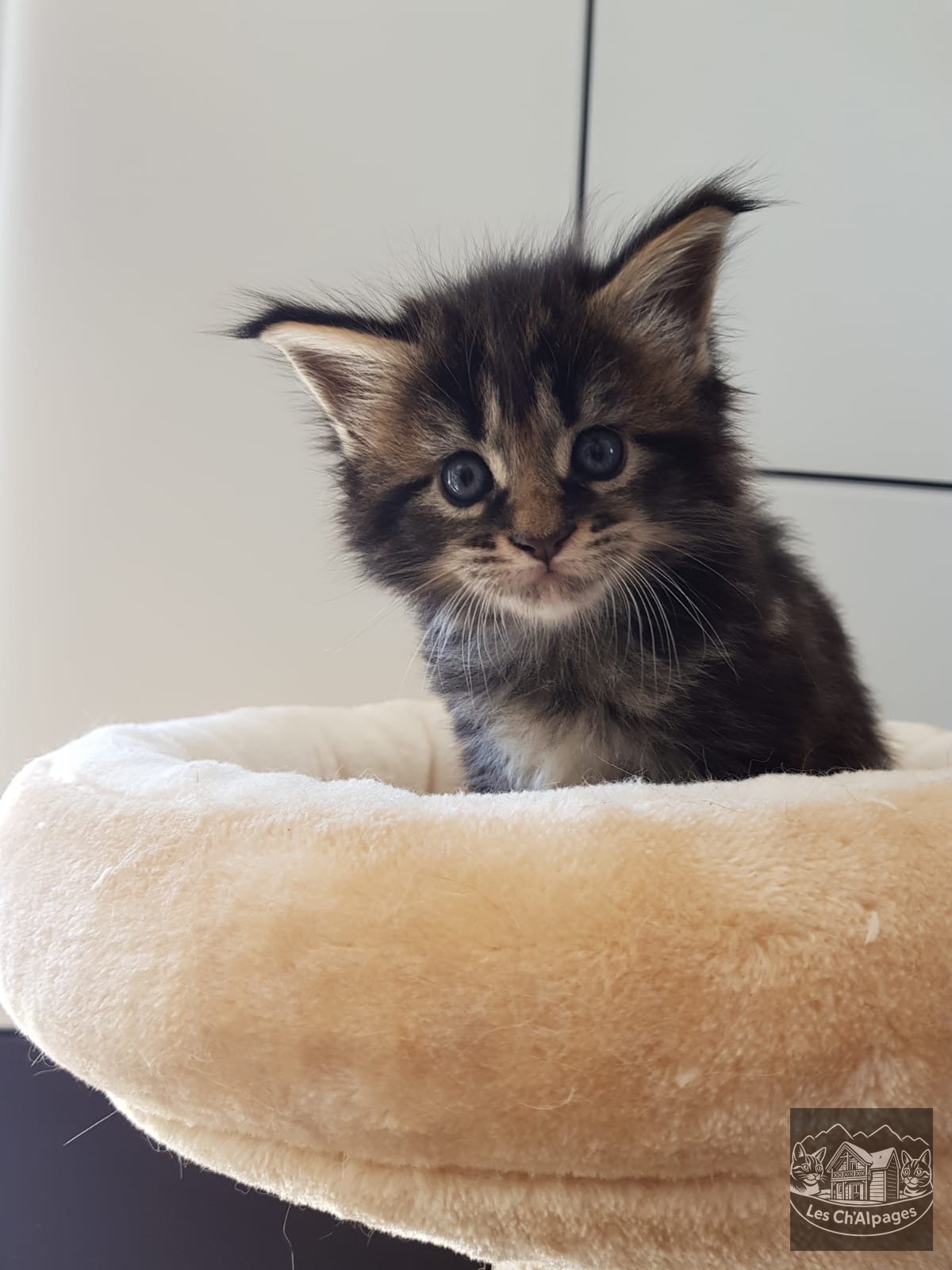 Photo du chaton Scarlett, femelle Maine Coon