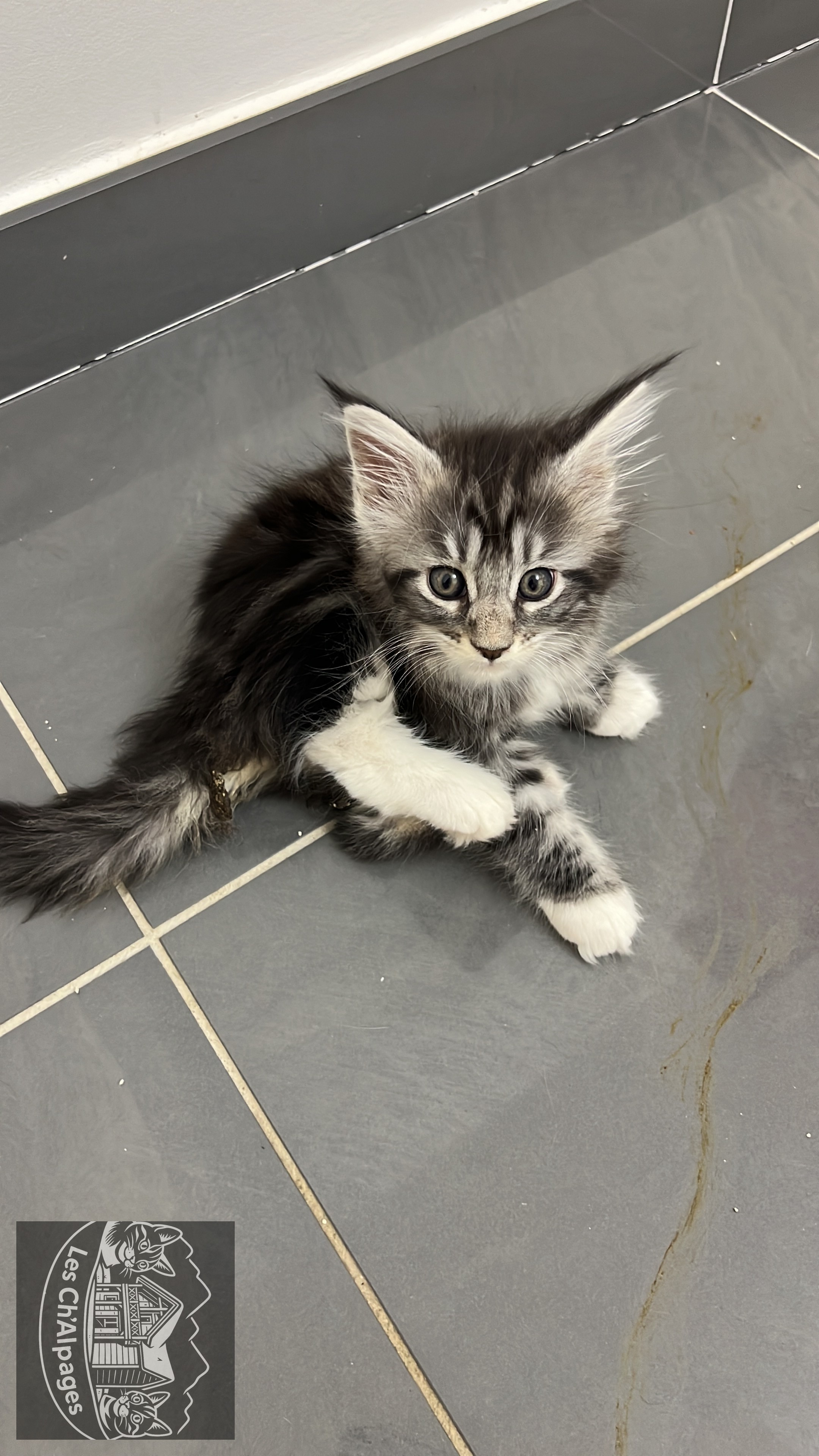 Photo du chaton Thalyna, femelle Maine Coon