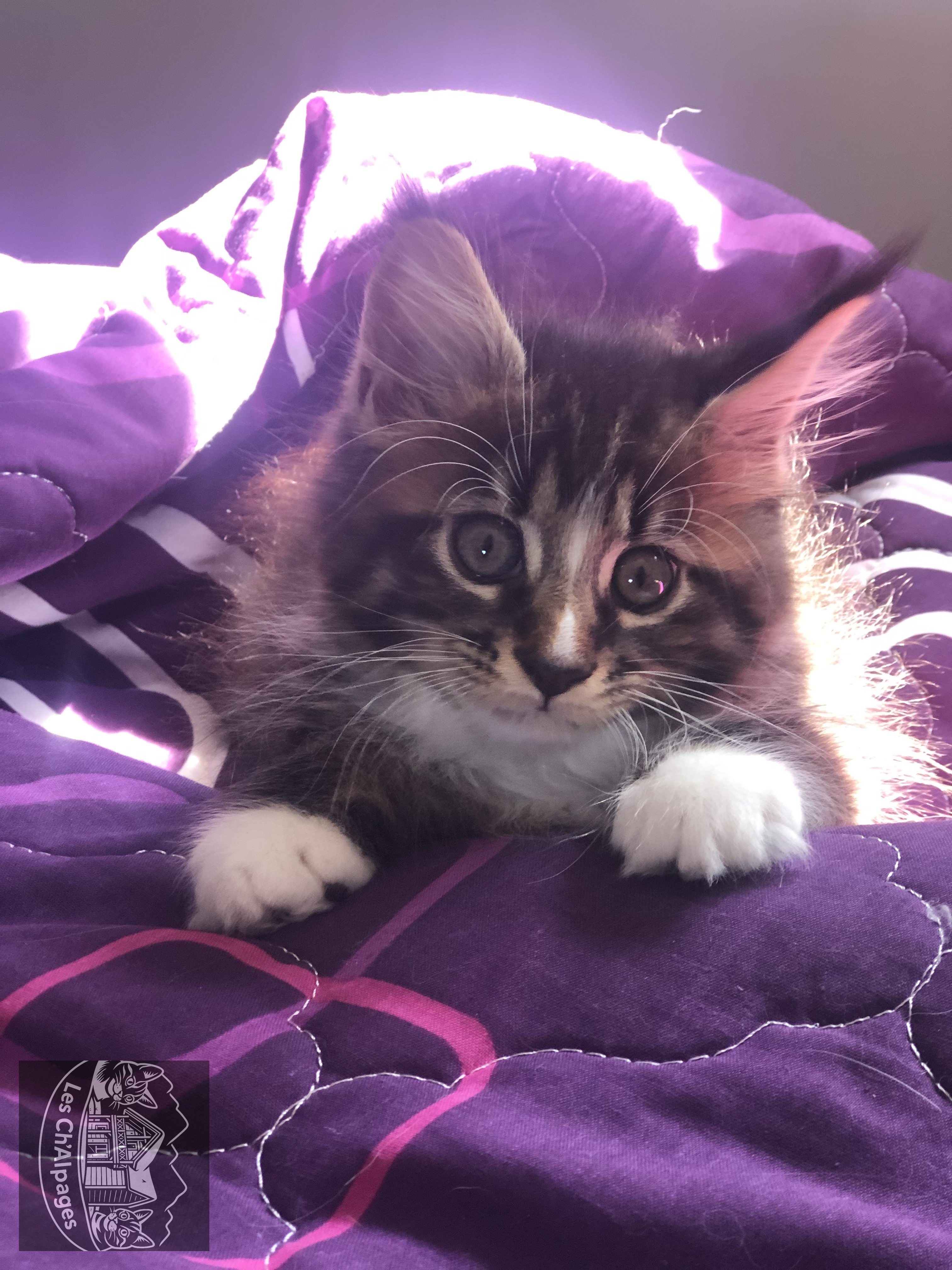 Photo du chaton Topaze, femelle Maine Coon