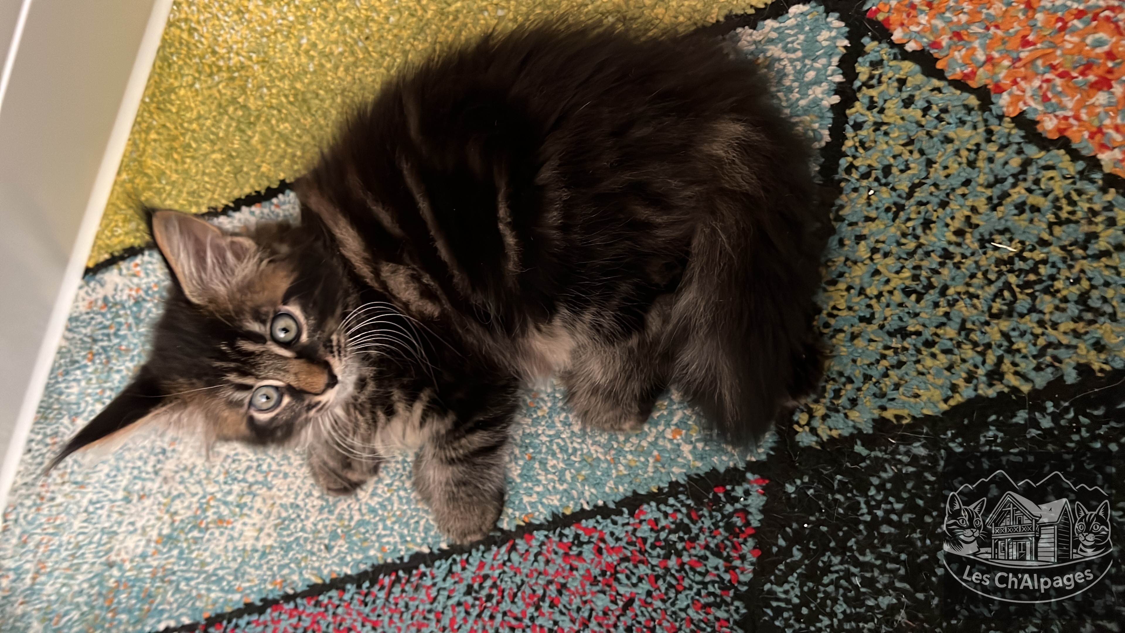 Photo du chaton Thanos, mâle Maine Coon