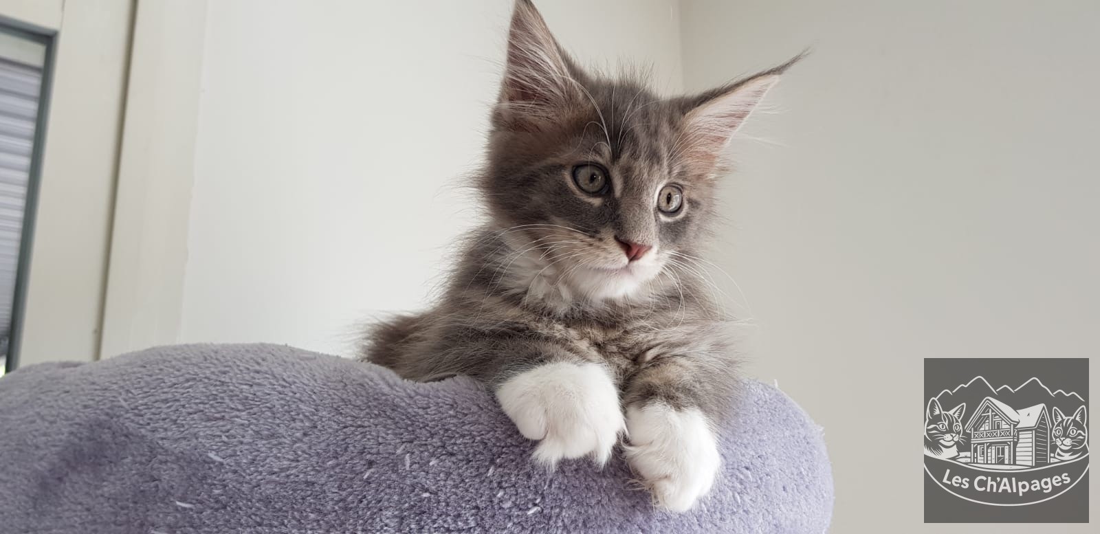 Photo du chaton Tigrou, mâle Maine Coon