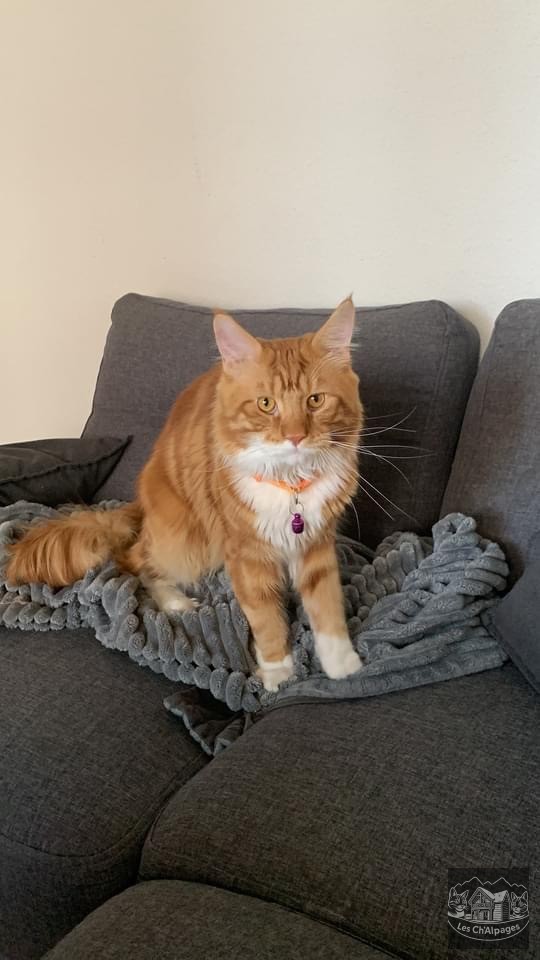 Photo de Thao des Shirley’s Cat, mâle Maine Coon reproducteur