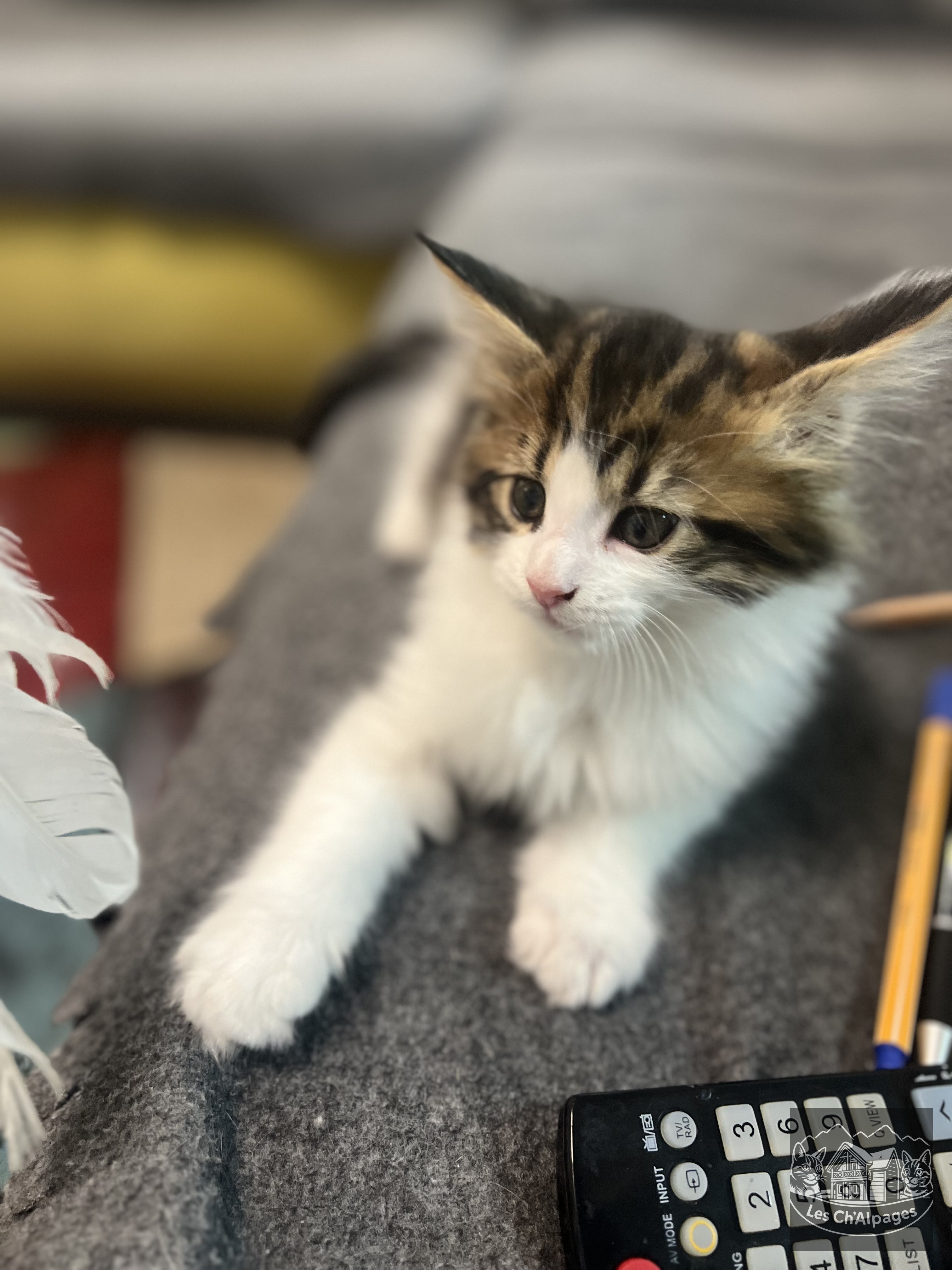 Photo du chaton Ulys, mâle Maine Coon