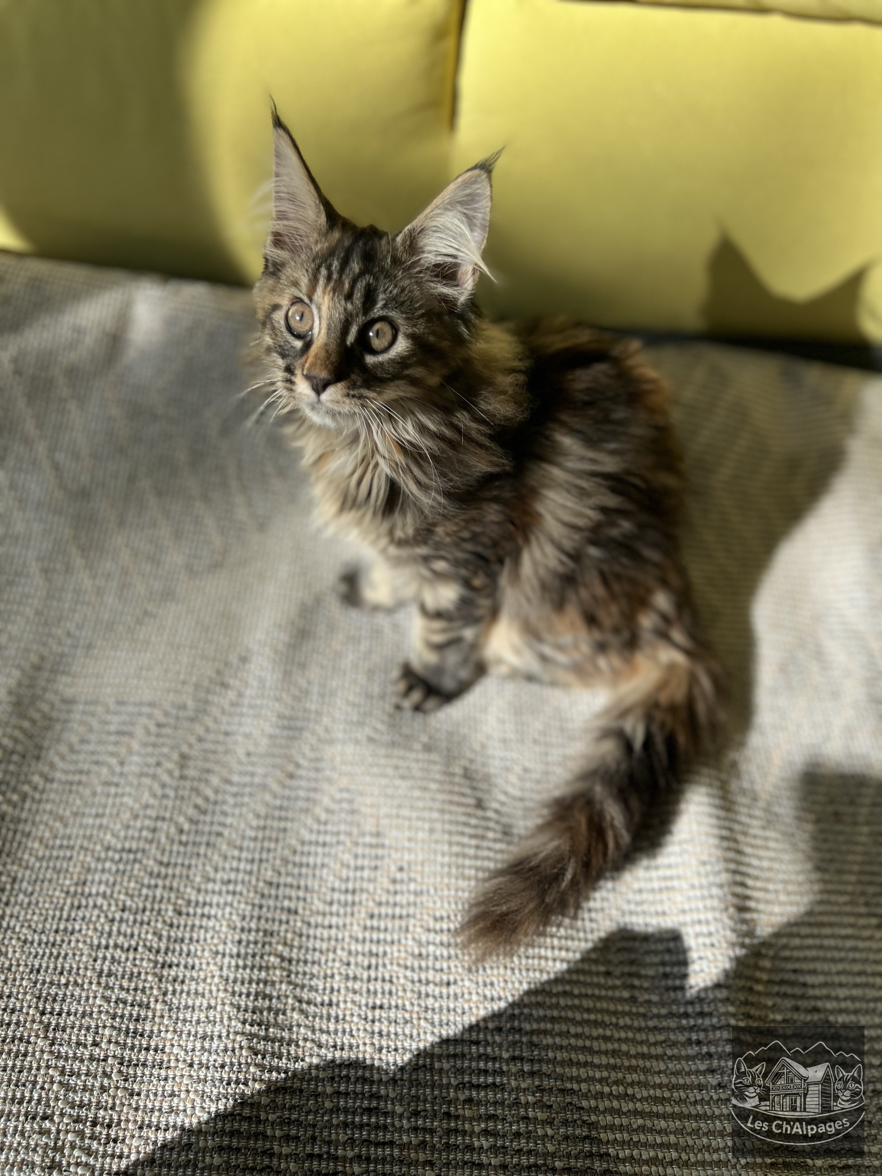 Photo du chaton Uget, femelle Maine Coon