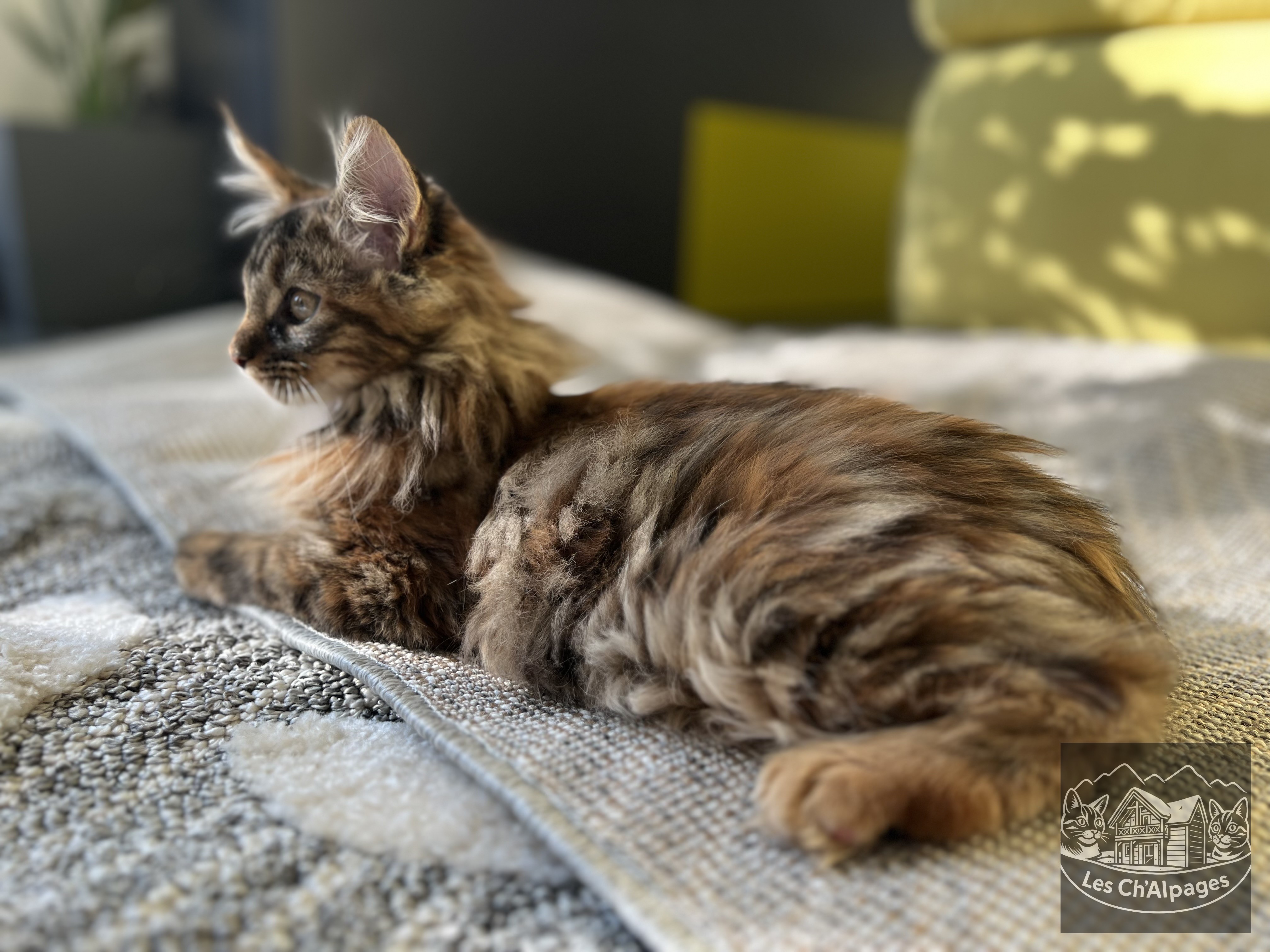 Photo du chaton U’Miyake, femelle Maine Coon