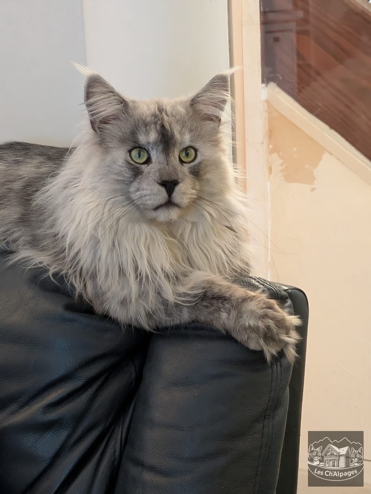 Photo de Zelda des Ch’Alpages (Black Smoke), femelle Maine Coon reproductrice