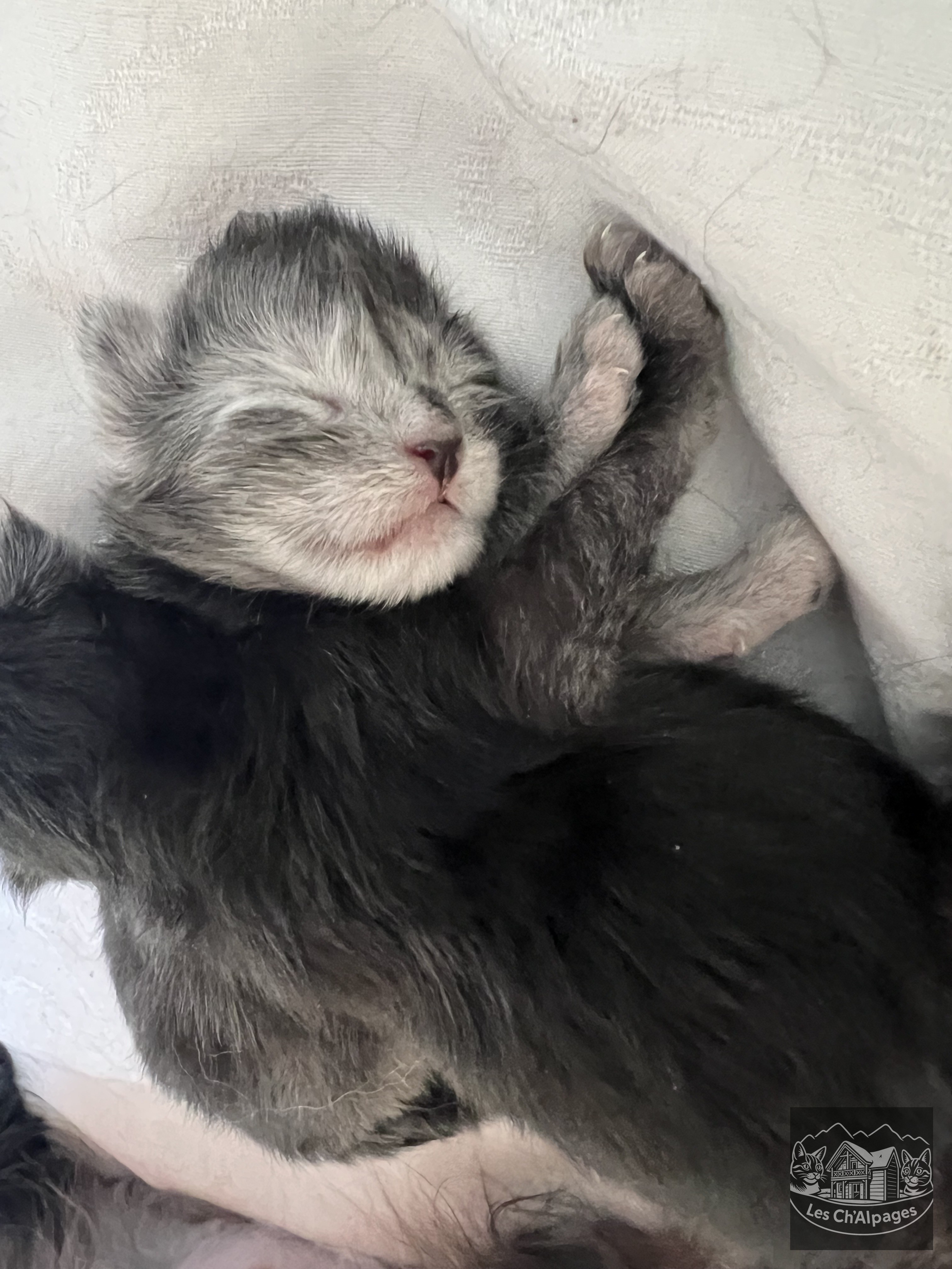 Photo du chaton Bowie