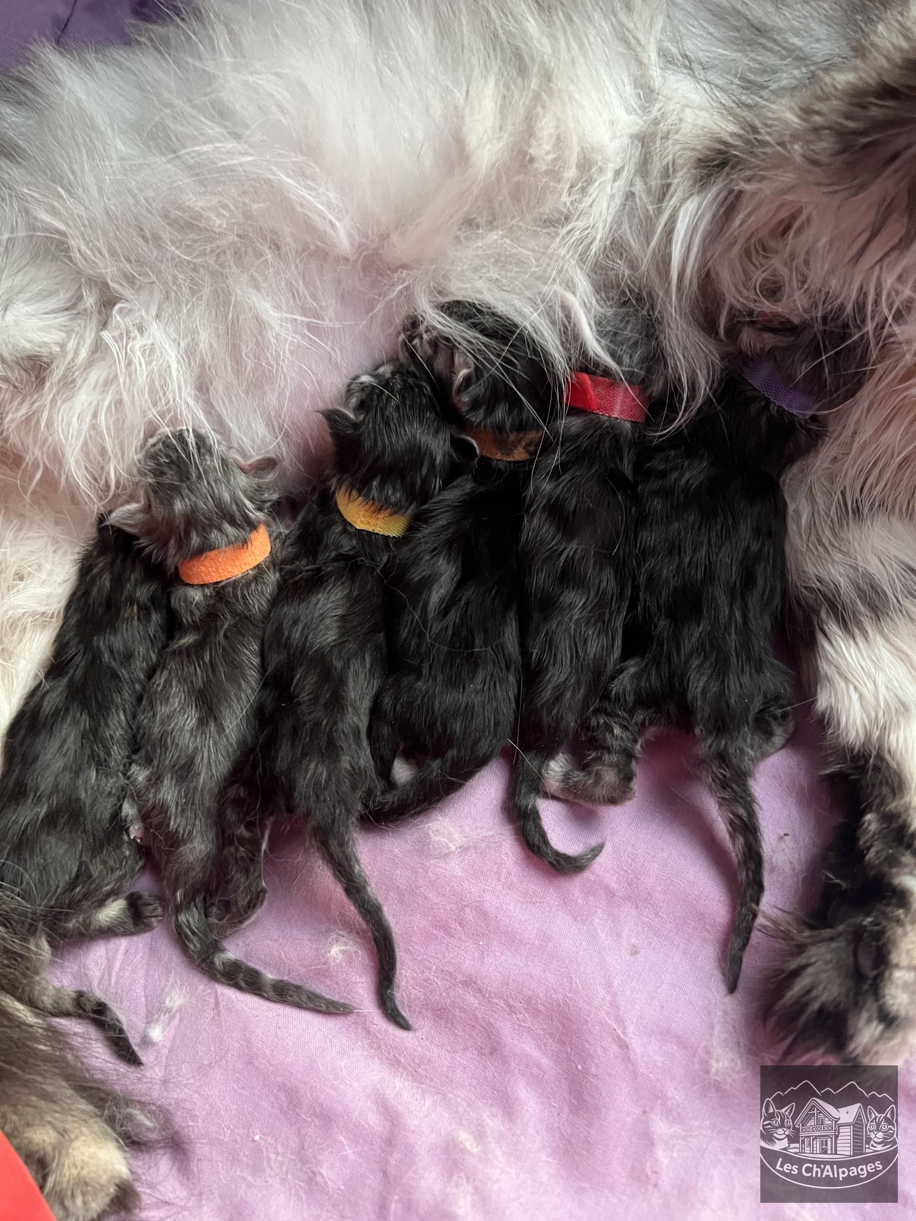 Maine Coon de la chatterie Les Ch’Alpages
