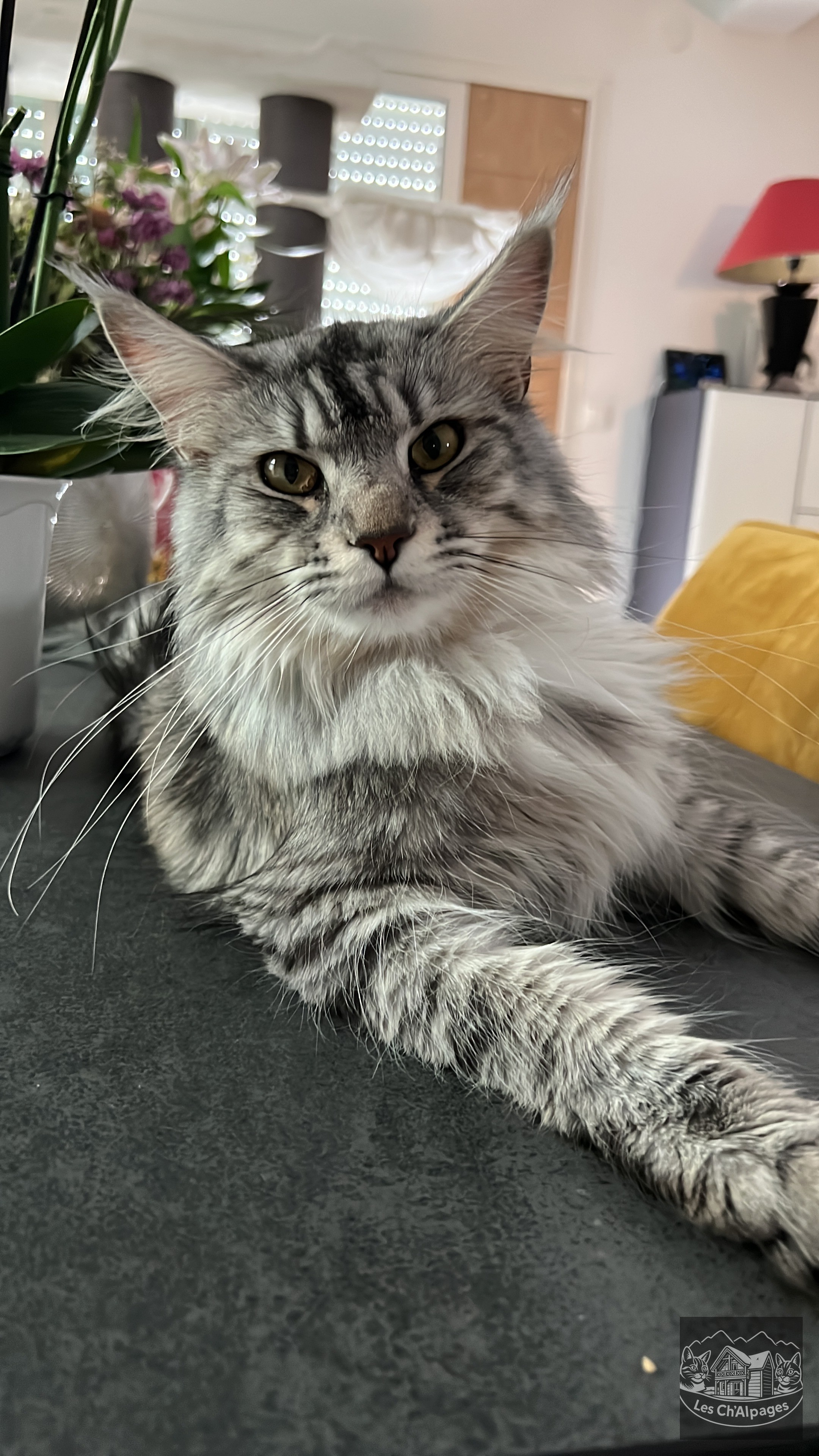 Photo de Abyss des Ch’Alpages, femelle Maine Coon reproductrice