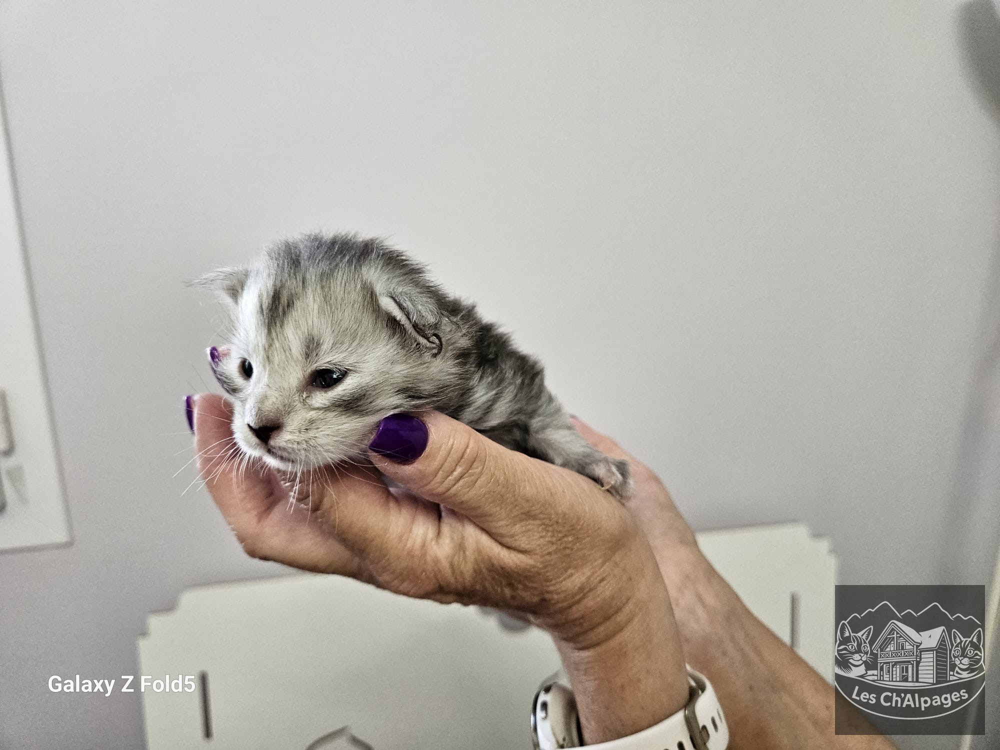 Photo du chaton Boule