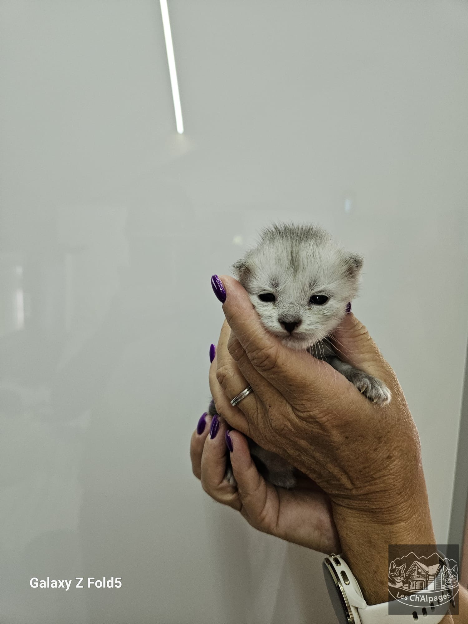 Photo du chaton Baltic