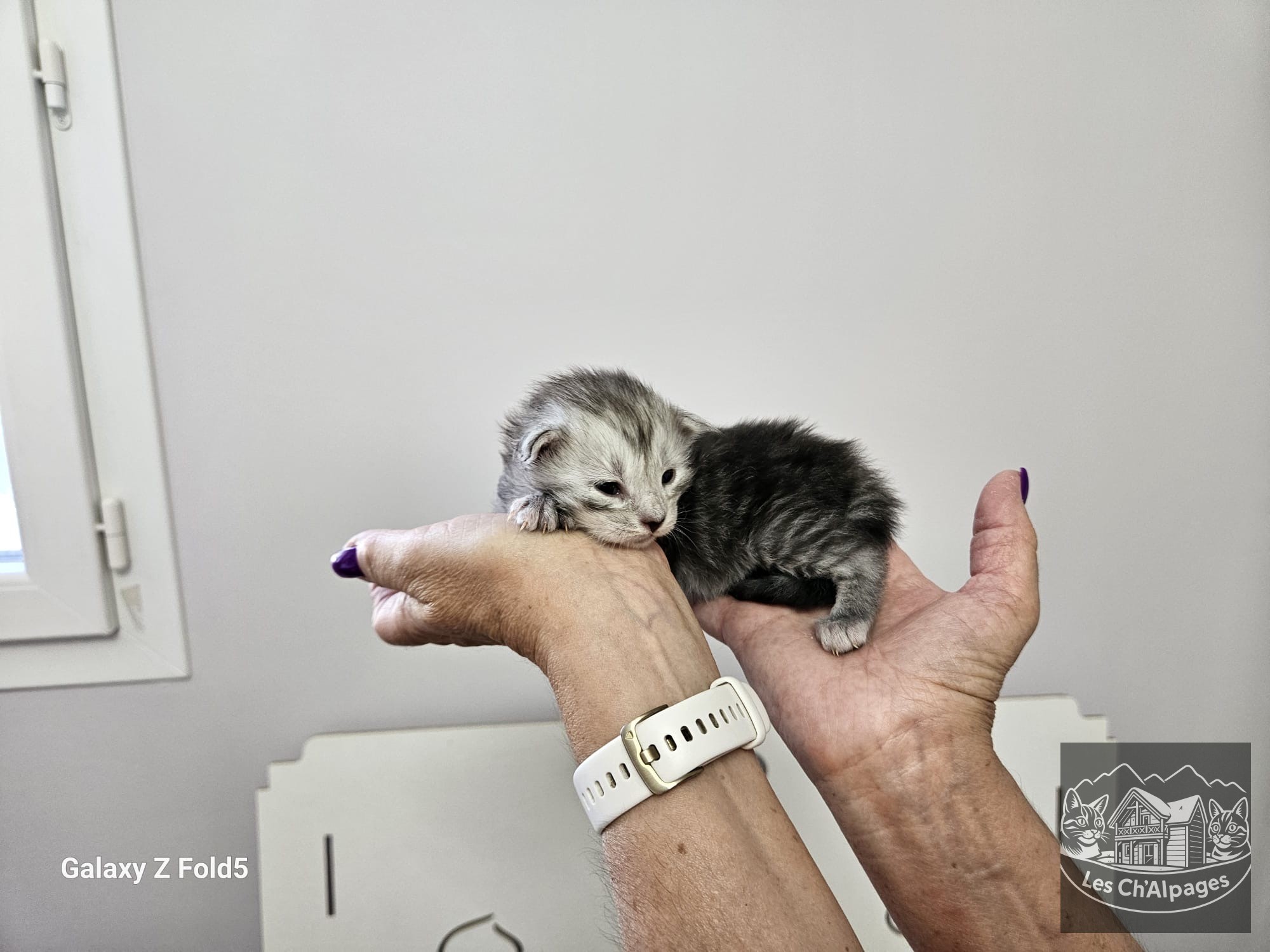 Photo du chaton Bibi