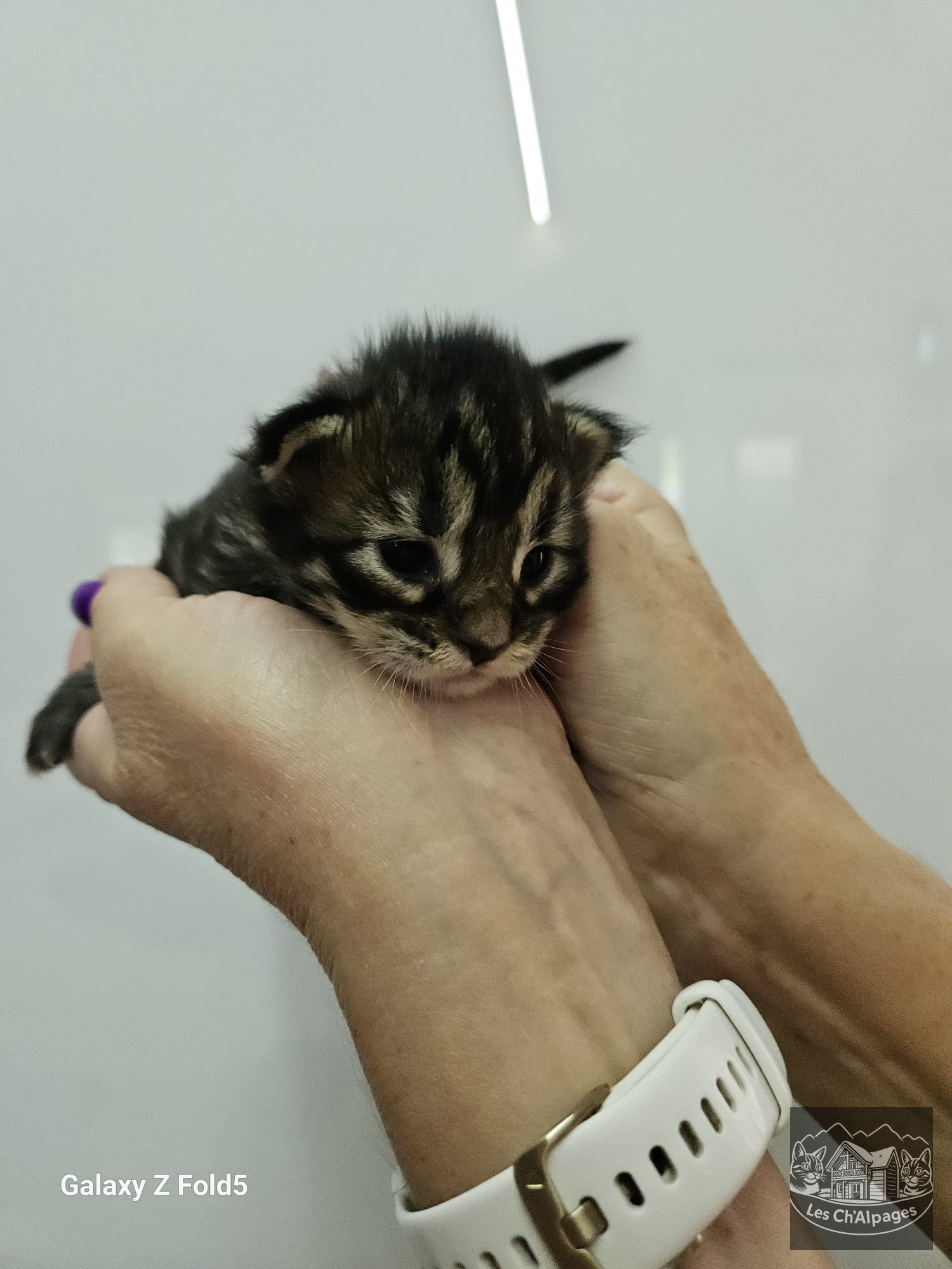 Photo du chaton Belle Sabrinette