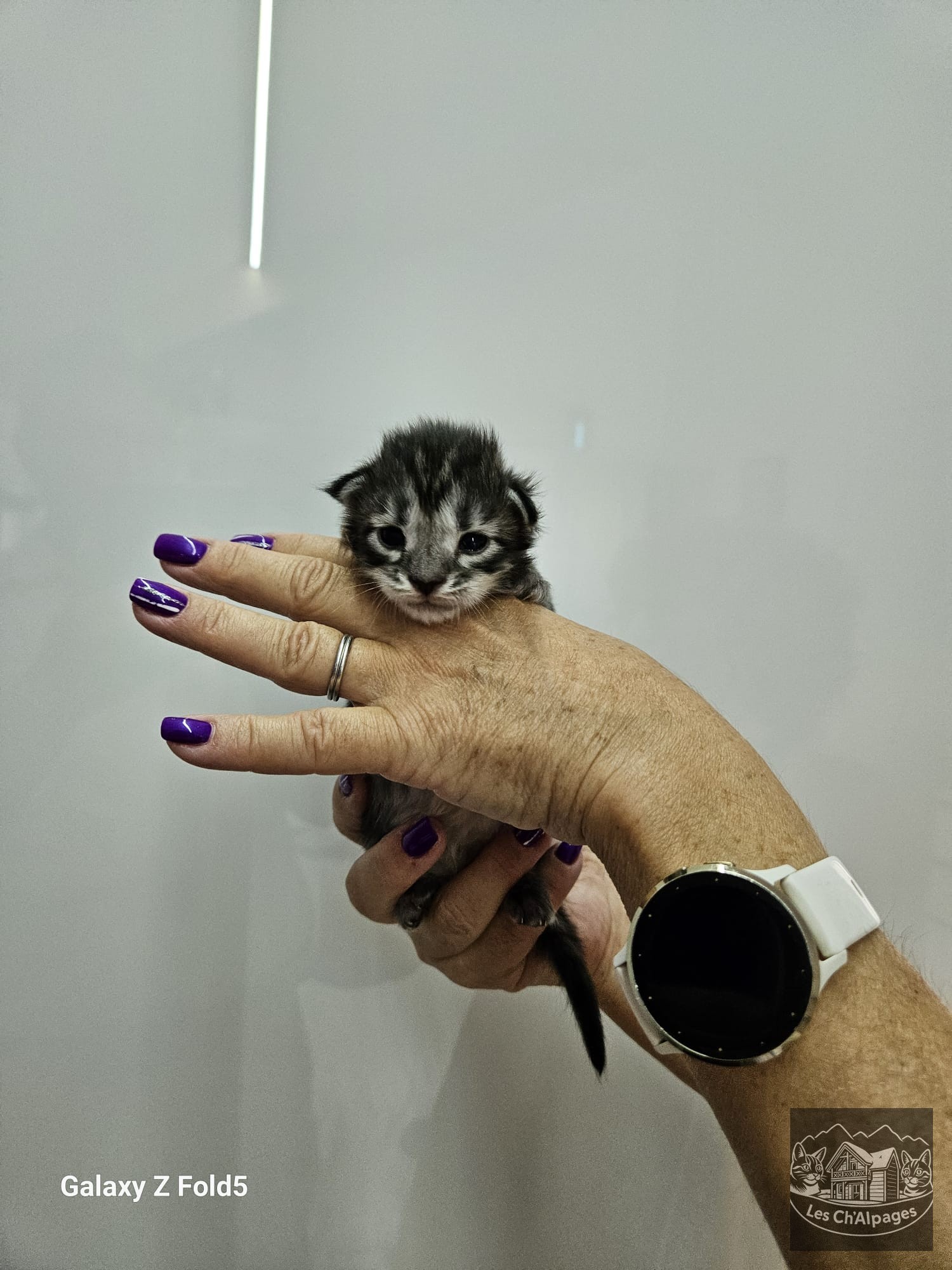 Photo du chaton Bisous Bisous