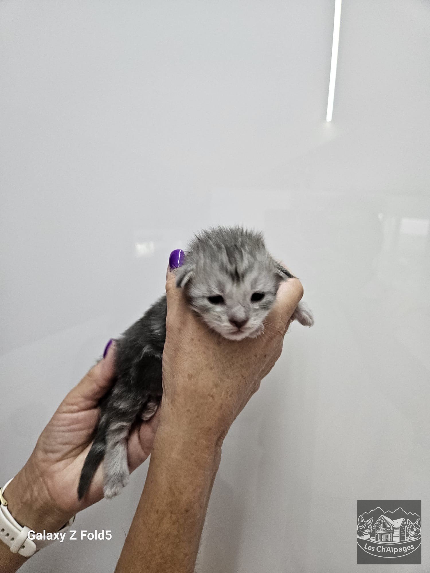 Photo du chaton Bridget