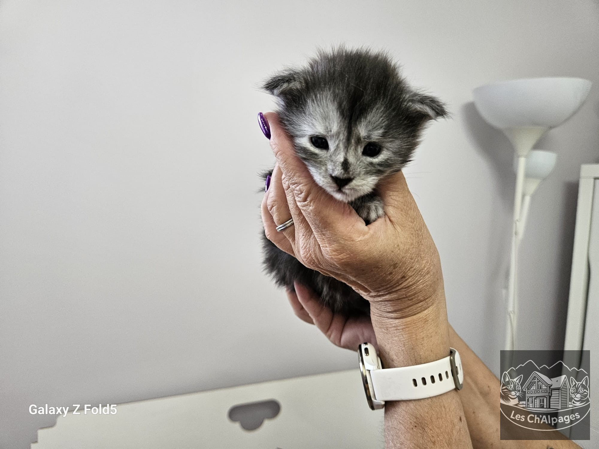 Photo du chaton Bagherra