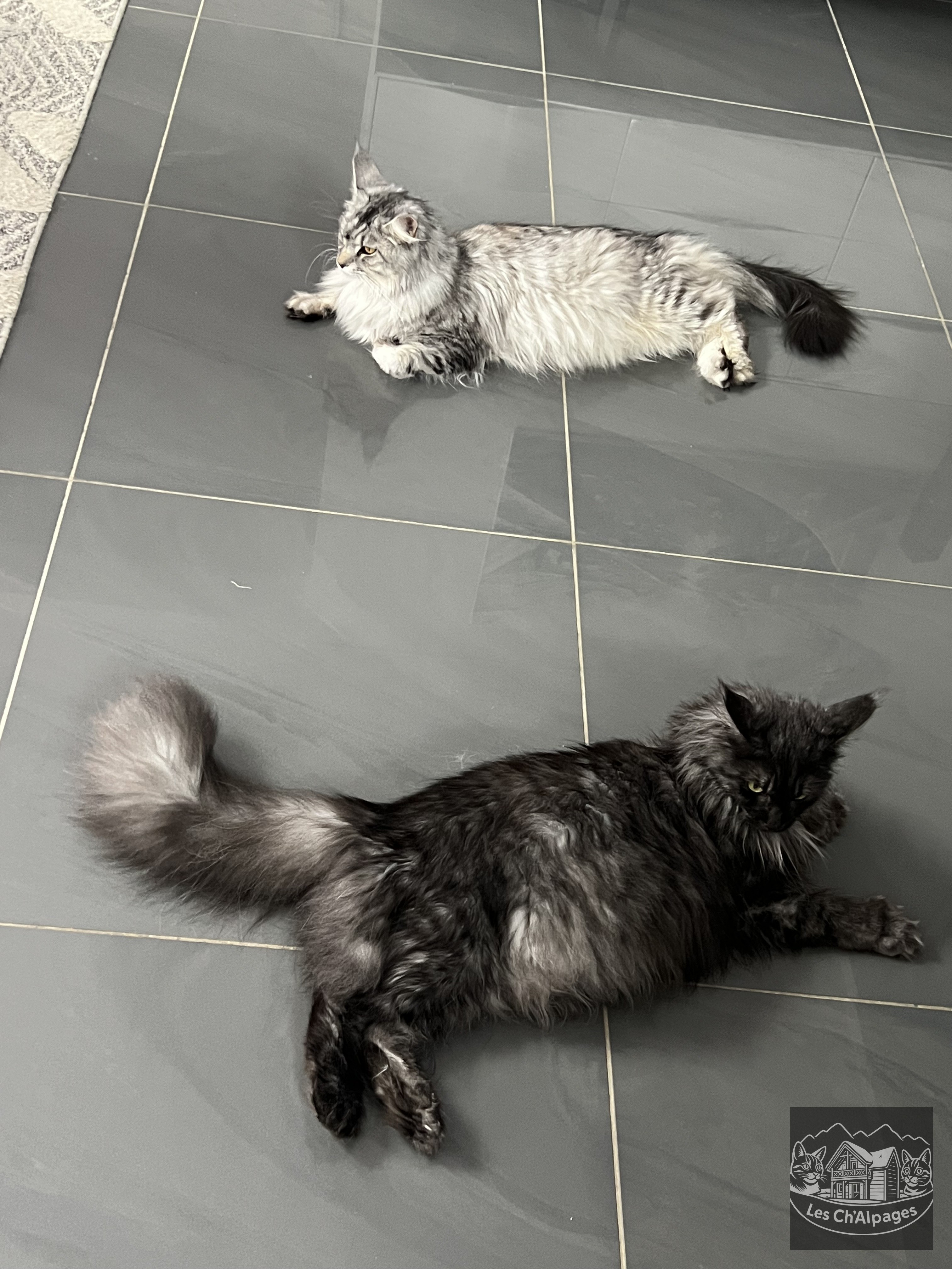 BabyCoons en approche !